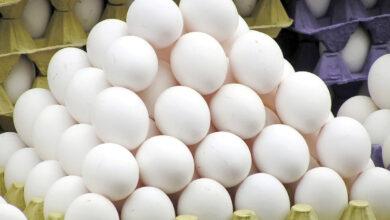 قیمتتخممرغ