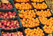export citrus 2