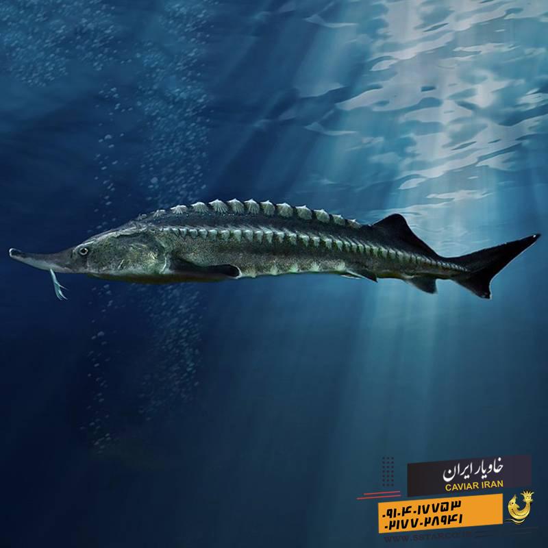 watermark5Star13