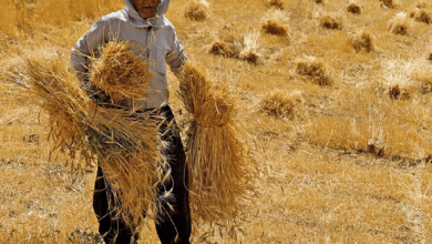 گندمکاران
