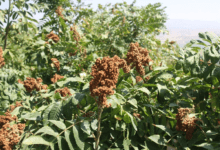سماق