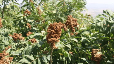 سماق