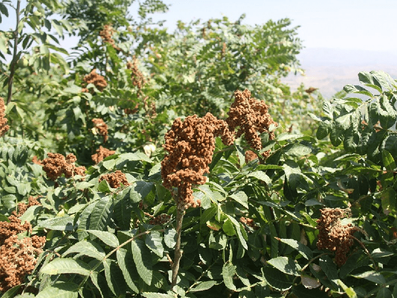 سماق